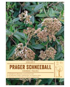 Sortenschild, Viburnum x pragense