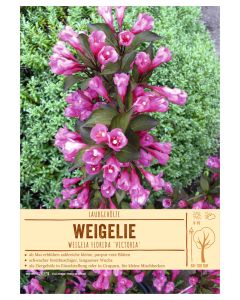 Sortenschild, Weigela florida 'Victoria'