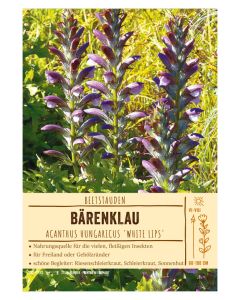 Sortenschild, Acanthus hungaricus 'White Lips'