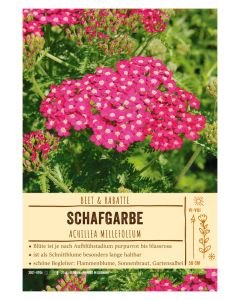 Sortenschild, Achillea Millefolium