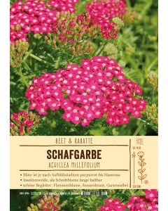 Sortenschild, Achillea Millefolium-Hybride