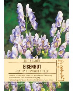 Sortenschild, Aconitum x cammarum 'Bicolor'