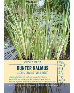 Sortenschild, Acorus calamus 'Variegatus'