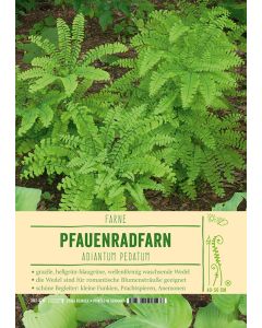 Sortenschild, Adiantum pedatum