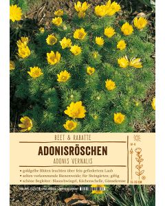 Sortenschild, Adonis vernalis