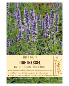 Sortenschild, Agastache rugosa 'Blue Fortune'