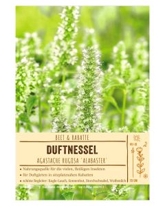 Sortenschild, Agastache rugosa 'Alabaster'