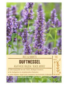 Sortenschild, Agastache rugosa 'Black Adder'