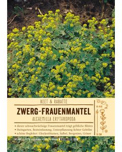 Sortenschild, Alchemilla erythropoda