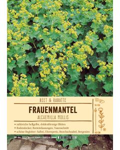 Sortenschild, Alchemilla mollis