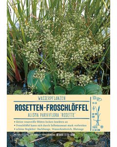 Sortenschild, Alisma parviflora 'Rosette'