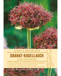 Sortenschild, Allium atropurpureum