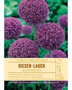Sortenschild, Allium giganteum