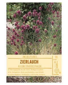 Sortenschild, Allium sphaerocephalon