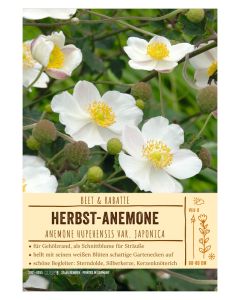 Sortenschild, Anemone Japonica