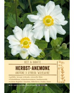 Sortenschild, Anemone Japonica 'Wirbelwind'