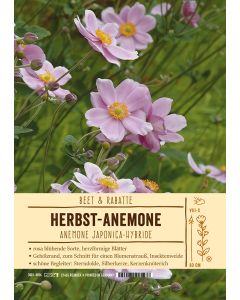 Sortenschild, Anemone Japonica-Hybride
