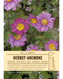 Sortenschild, Anemone japonica 'Pamina'