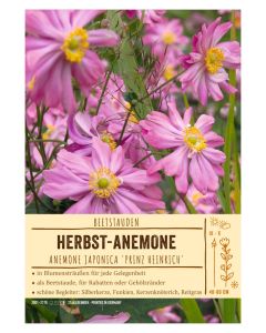 Sortenschild, Anemone japonica 'Prinz Heinrich'