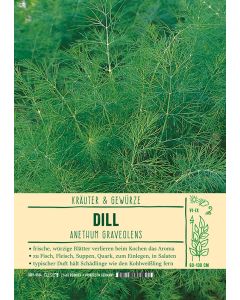 Sortenschild, Anethum graveolens