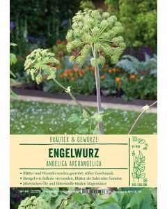 Sortenschild, Angelica archangelica