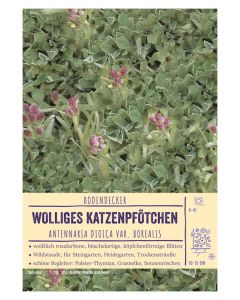 Sortenschild, Antennaria dioica var. borealis