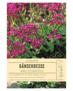 Sortenschild, Arabis blepharophylla