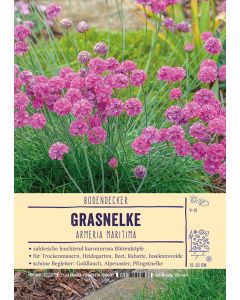 Sortenschild, Armeria maritima