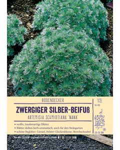 Sortenschild, Artemisia schmidtiana 'Nana'