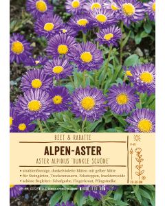 Sortenschild, Aster alpinus 'Dunkle Sch?ne'