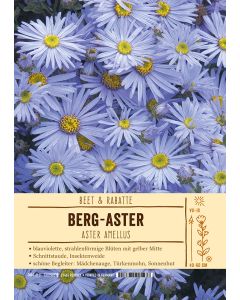 Sortenschild, Aster amellus