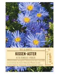 Sortenschild, Aster Dumosus-Hybride