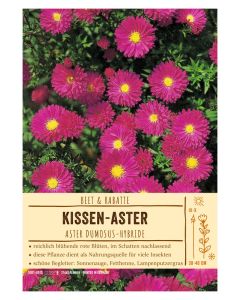 Sortenschild, Aster Dumosus-Hybride