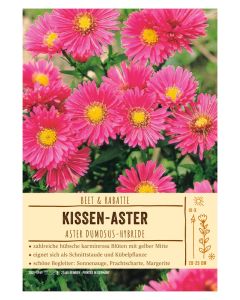Sortenschild, Aster Dumosus-Hybride