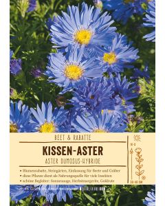 Sortenschild, Aster Dumosus-Hybride