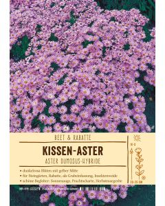 Sortenschild, Aster Dumosus-Hybride