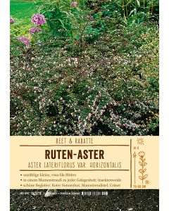 Sortenschild, Aster lateriflorus var. horizontalis