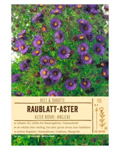 Sortenschild, Aster novae-angliae