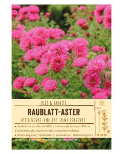 Sortenschild, Aster novae-angliae 'Alma Pötschke'