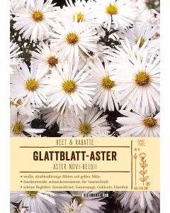 Sortenschild, Aster novi-belgii