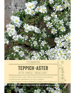 Sortenschild, Aster pansus 'Snowflurry'