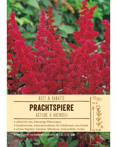 Sortenschild, Astilbe Arendsii-Hybride