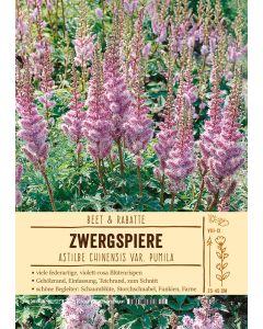 Sortenschild, Astilbe chinensis var. pumila