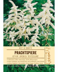 Sortenschild, Astilbe Japonica-Hyp. 'Deutschland'