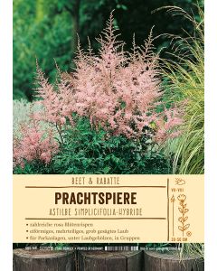 Sortenschild, Astilbe Simplicifolia-Hybride