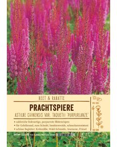 Sortenschild, Astilbe taquetii 'Purpurlanze'