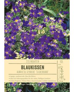 Sortenschild, Aubrieta Hybride 'Silberrand'