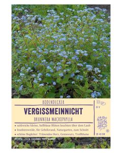 Sortenschild, Brunnera macrophylla
