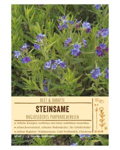 Sortenschild, Buglossoides purpurocaerulea