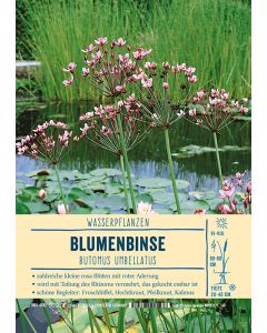Sortenschild, Butomus umbellatus